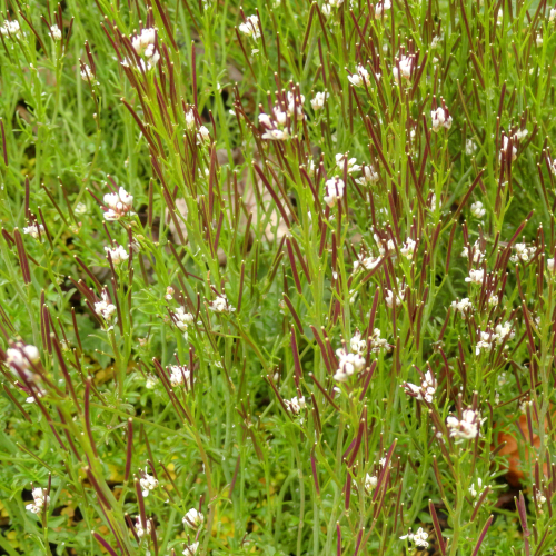 The Cress