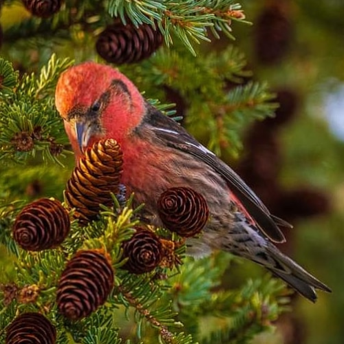 White-Winged Crossbill