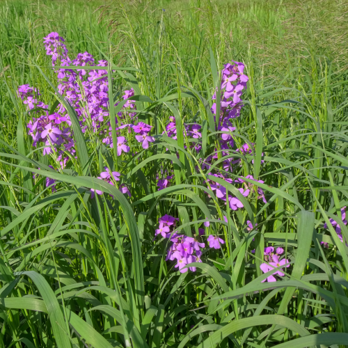 Purple flowers 