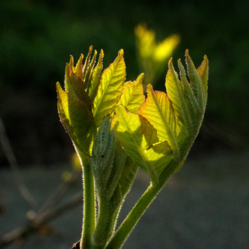 The Sumac 