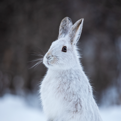 Snowshoe Hare