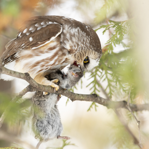 Northern Saw-Whet Owl