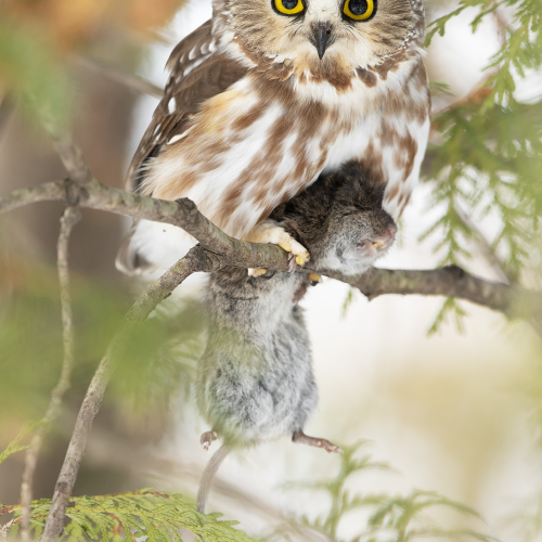 Northern Saw-Whet Owl