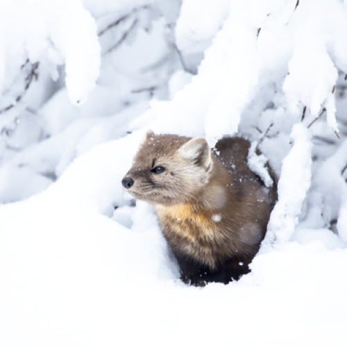 Pine Marten