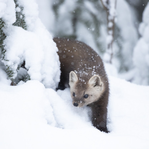 Pine Marten