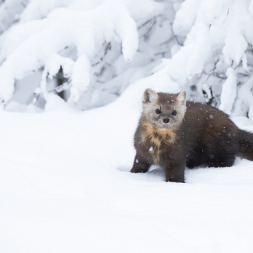Pine Marten