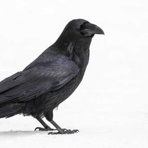 Common Raven