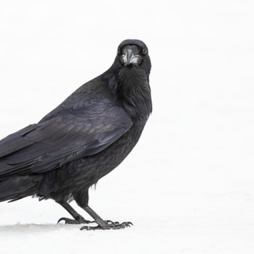 Common Raven looking directly at me!
