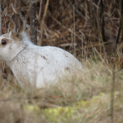 Winter Hare in Nova Scotia