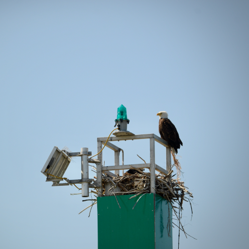 Coastal Guard