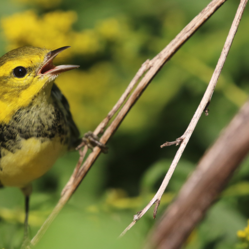 In migration
