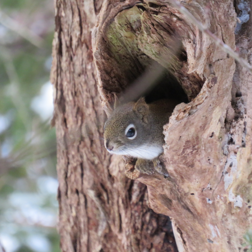 Peek a Boo !  