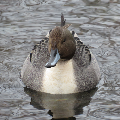 Northern Pintail at the local lake