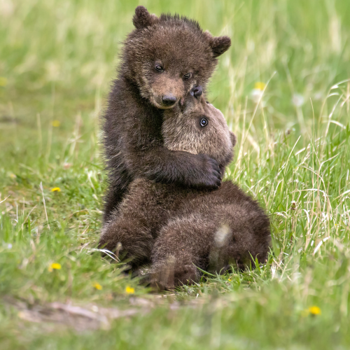 Bear Hug