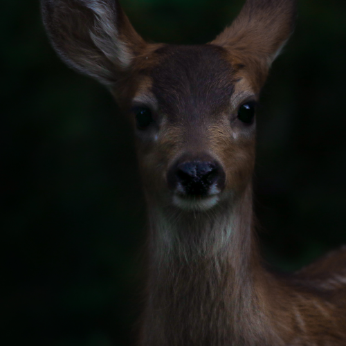 Innocence 
