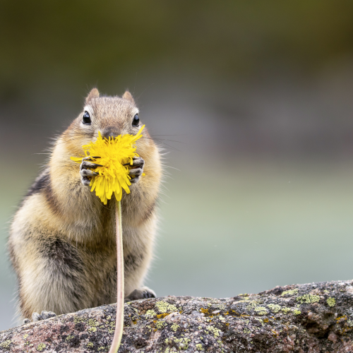 Dandelion Bliss 