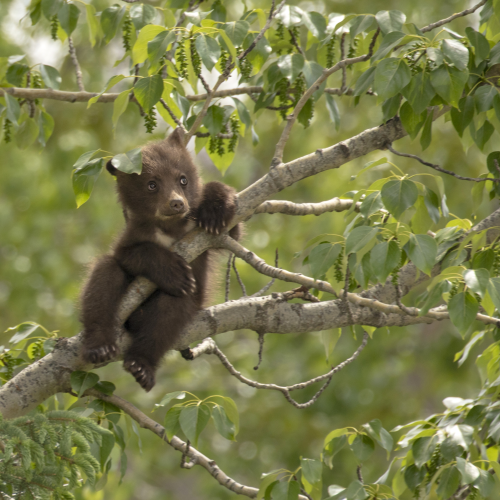 Just Hanging