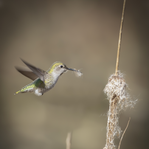 The Nest Builder