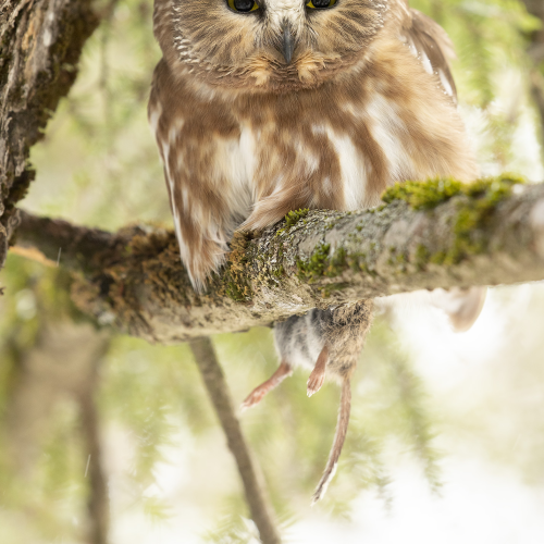Petite Nyctale \ Northern Saw-Whet Owl