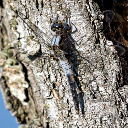 Change is Inevitable - Dragonfly Molt