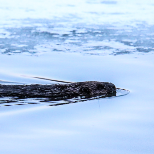 Along the Ice Edge