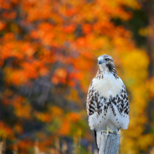 Fall Hawk