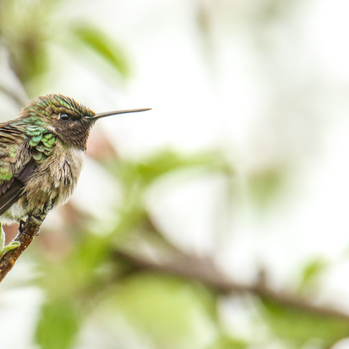 Arrival of the Hummingbirds