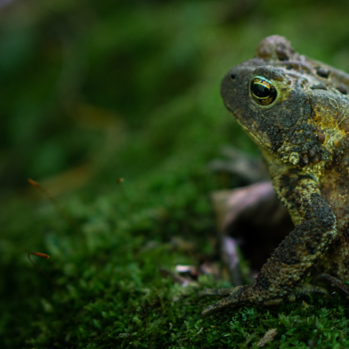 American Toad in Canada