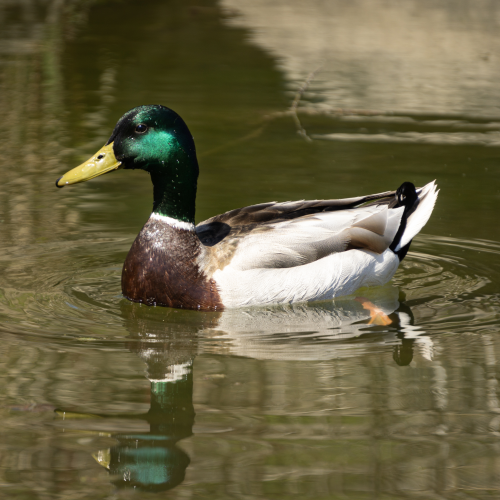 Duck in Humber Bay