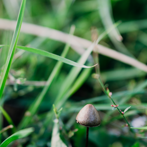 Mushroom Magic