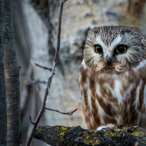 Northern Saw-whet