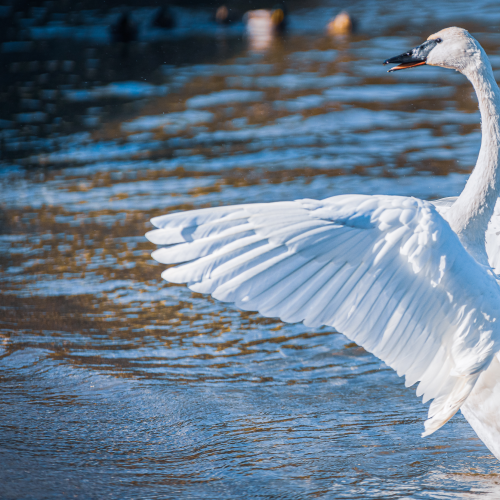 King of the Swans