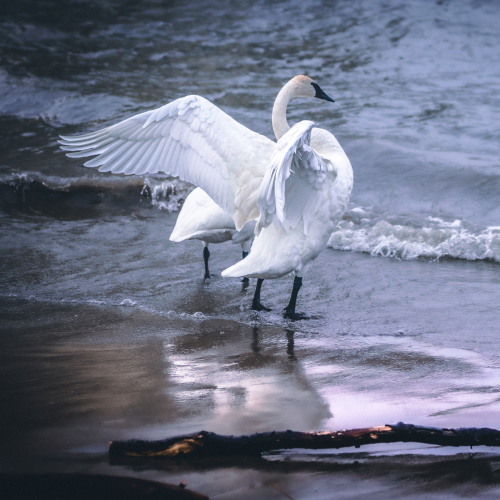 King of the Swans