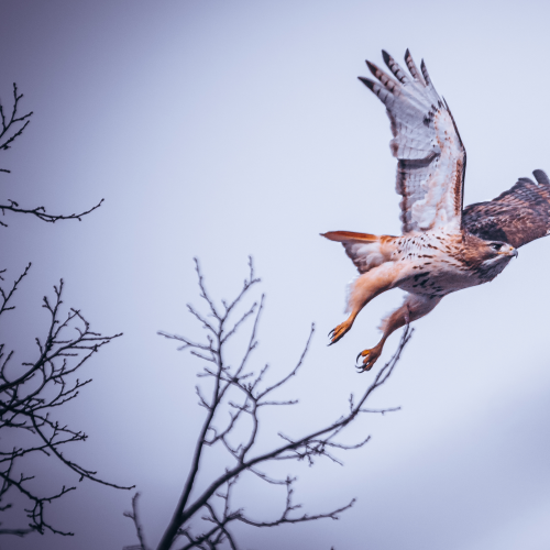 Hawk in Flight