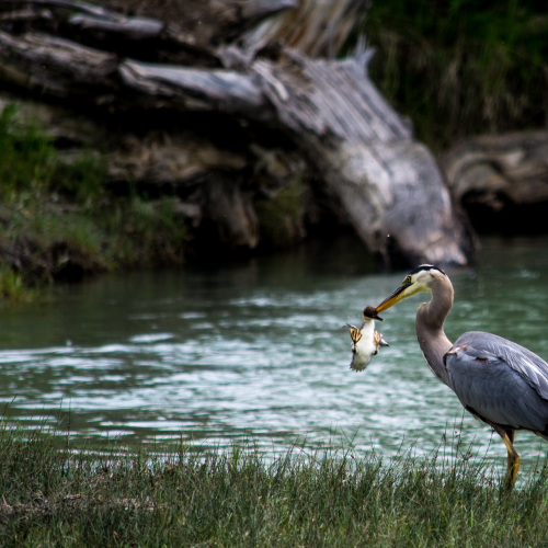 Great Blue Heron After The Hunt