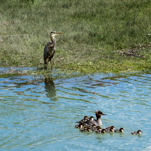 Sitting Ducks