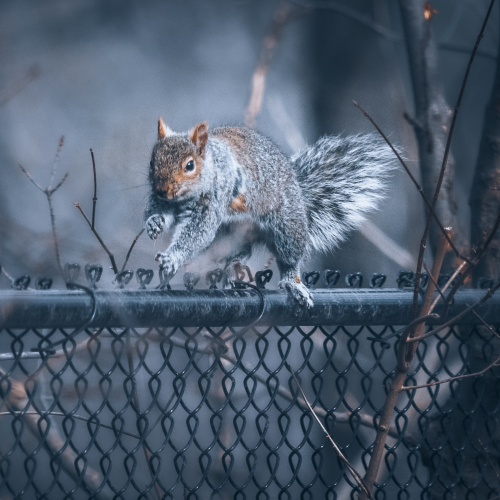 Squirrel on the run