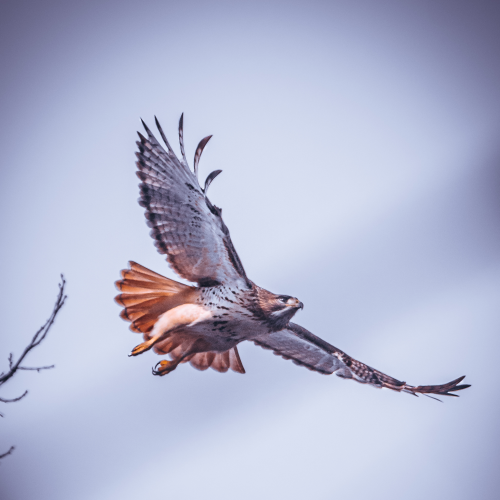 Raptor!