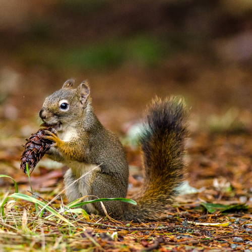 Our Happy Little Red Squirrel and his Corncob Pine Cone