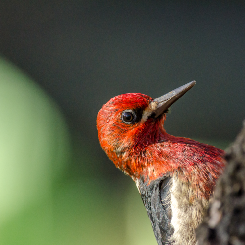 A Very Friendly Sapsucker!