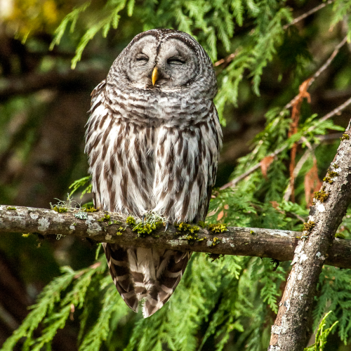 Laughing Buddha Barred Owl