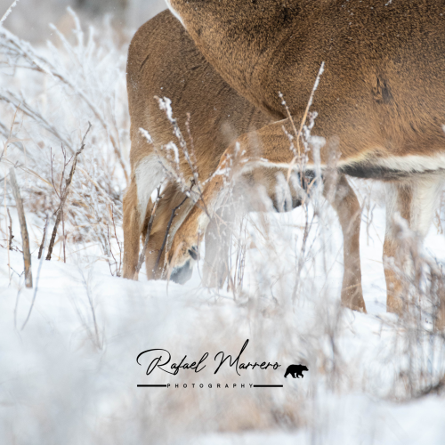 White tail buck 