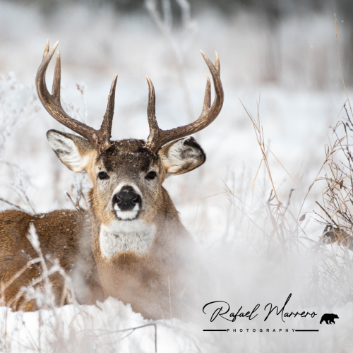 White tail buck 