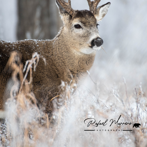 White tail buck 