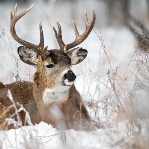 White tail buck 