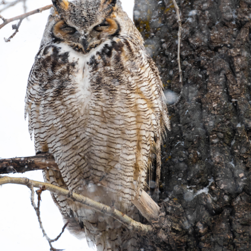 Sleepy Owl 