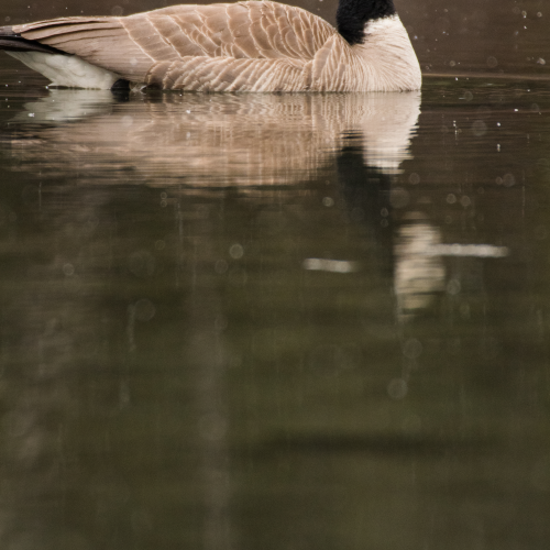 Canada Goose during a snowstorm 