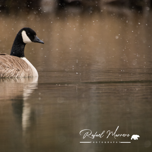 Canada Goose during a snowstorm 