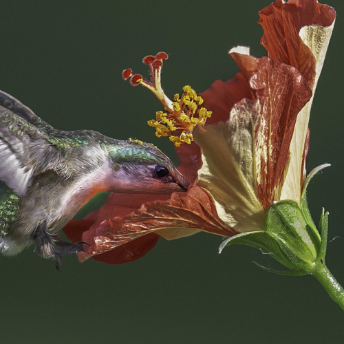 Feeding Hummingbird