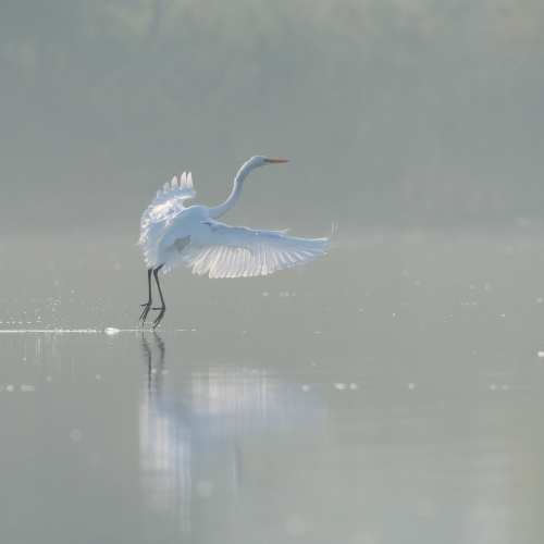 A ballerina in the spotlight 